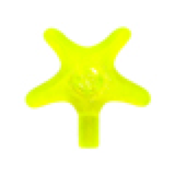 Starfish / Sea Star